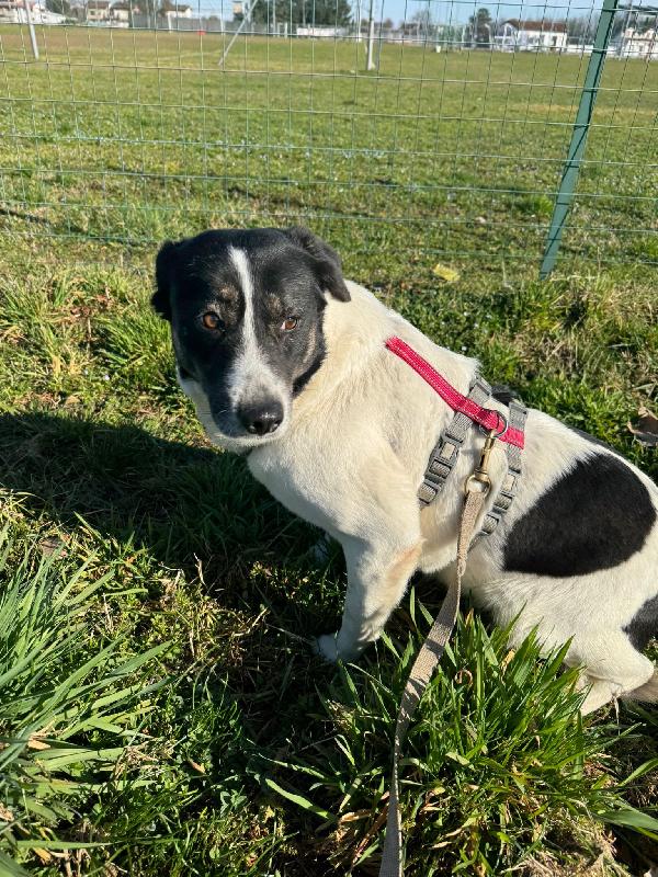 Cookie, una splendida meticcia Foto 5